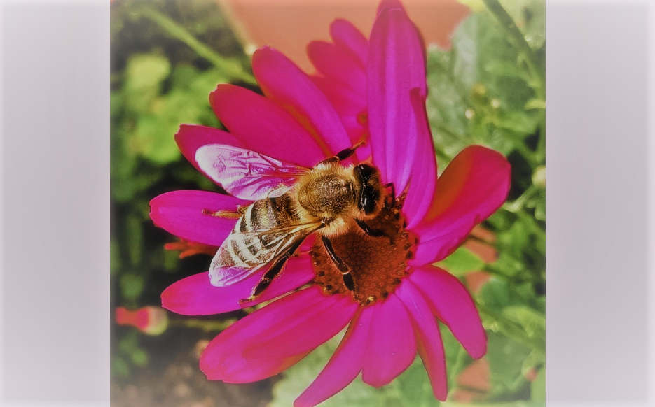 Dieb klaut Bienen – doch die akzeptieren neuen Standort nicht