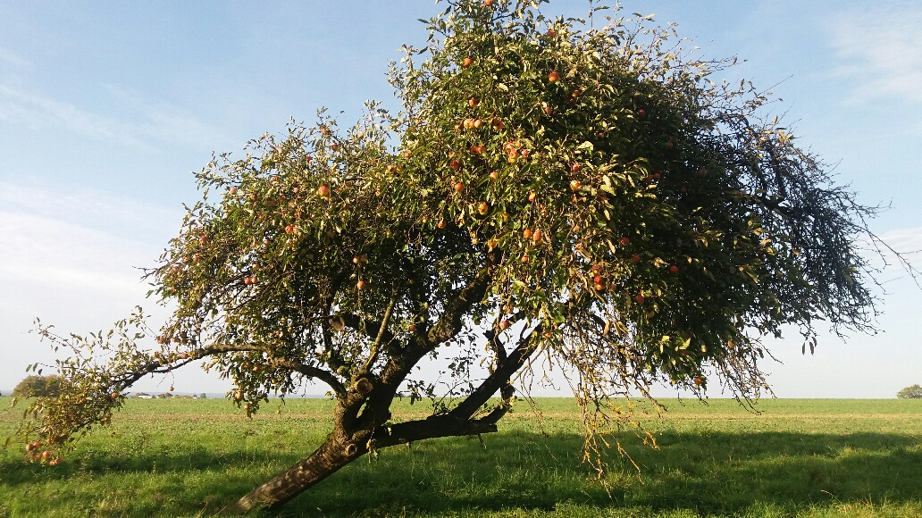 Apfel, Birne, Pflaume, Kirsche, Quitte, Walnuss: Kreis spendiert Obstbäume – Neue Anträge ab sofort