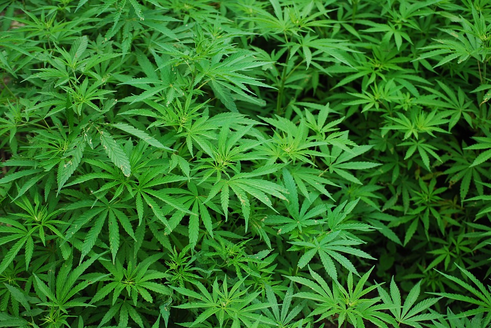 MK: Gasaustritt führt zu über 700 Cannabispflanzen