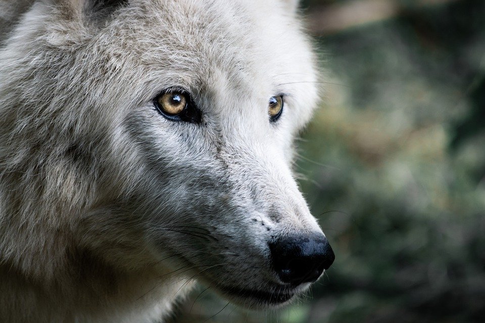 NRW-Wolfsverordnung soll Vergrämen und notfalls „Entnahme“ ermöglichen