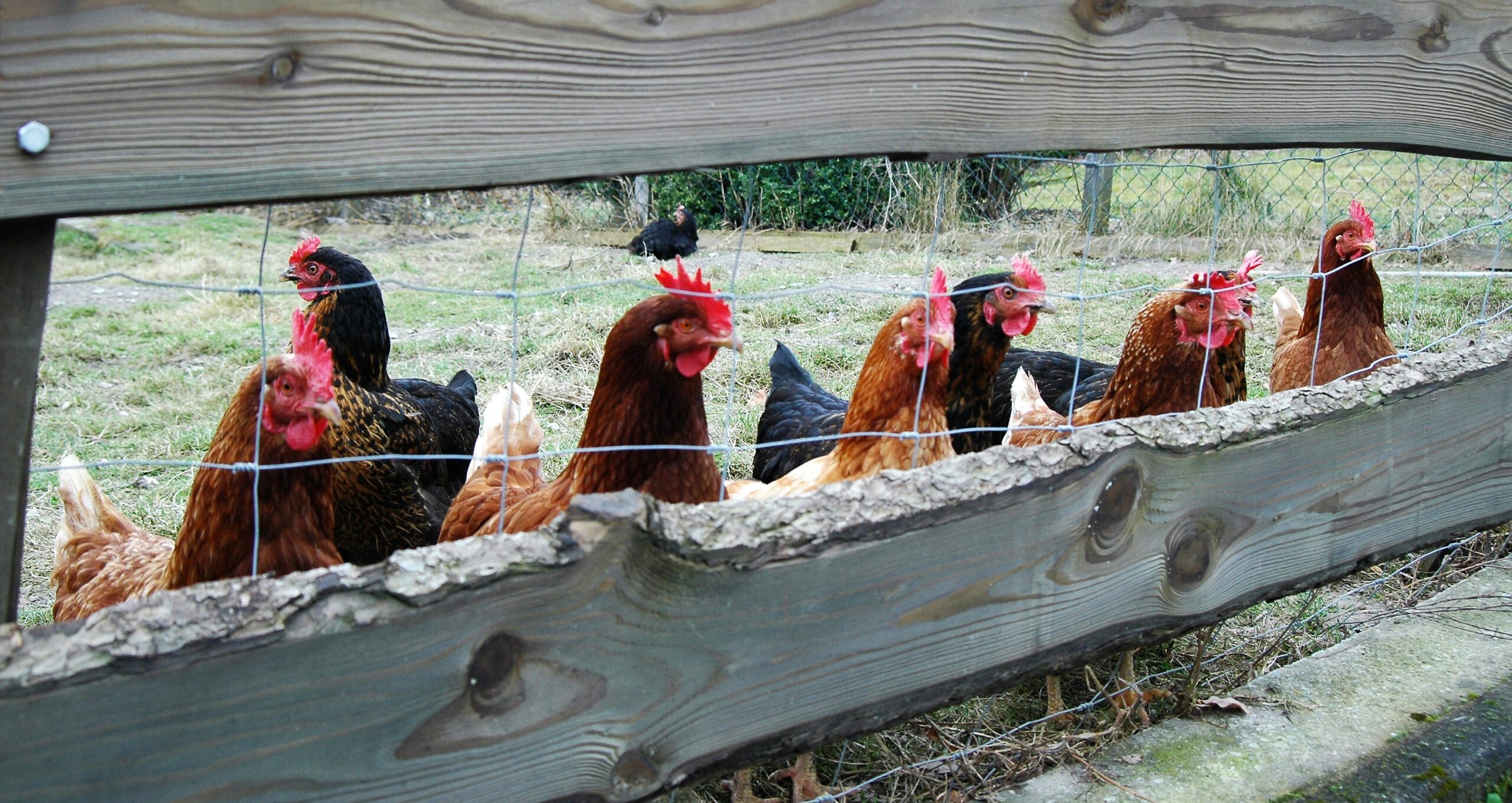 Kamen: Mehrere Hühner aus Hühnermobil gestohlen