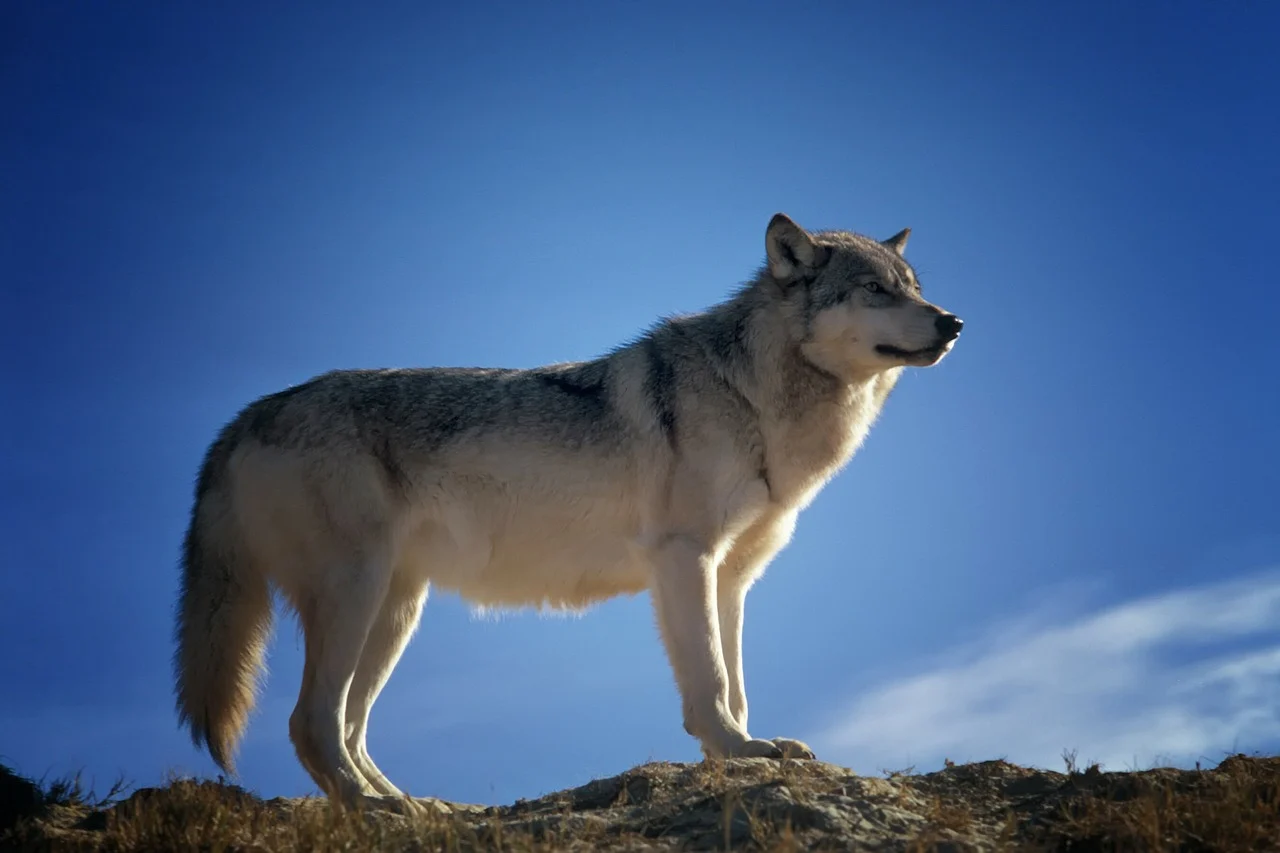 Wolfssichtung in Werne-Stockum bestätigt