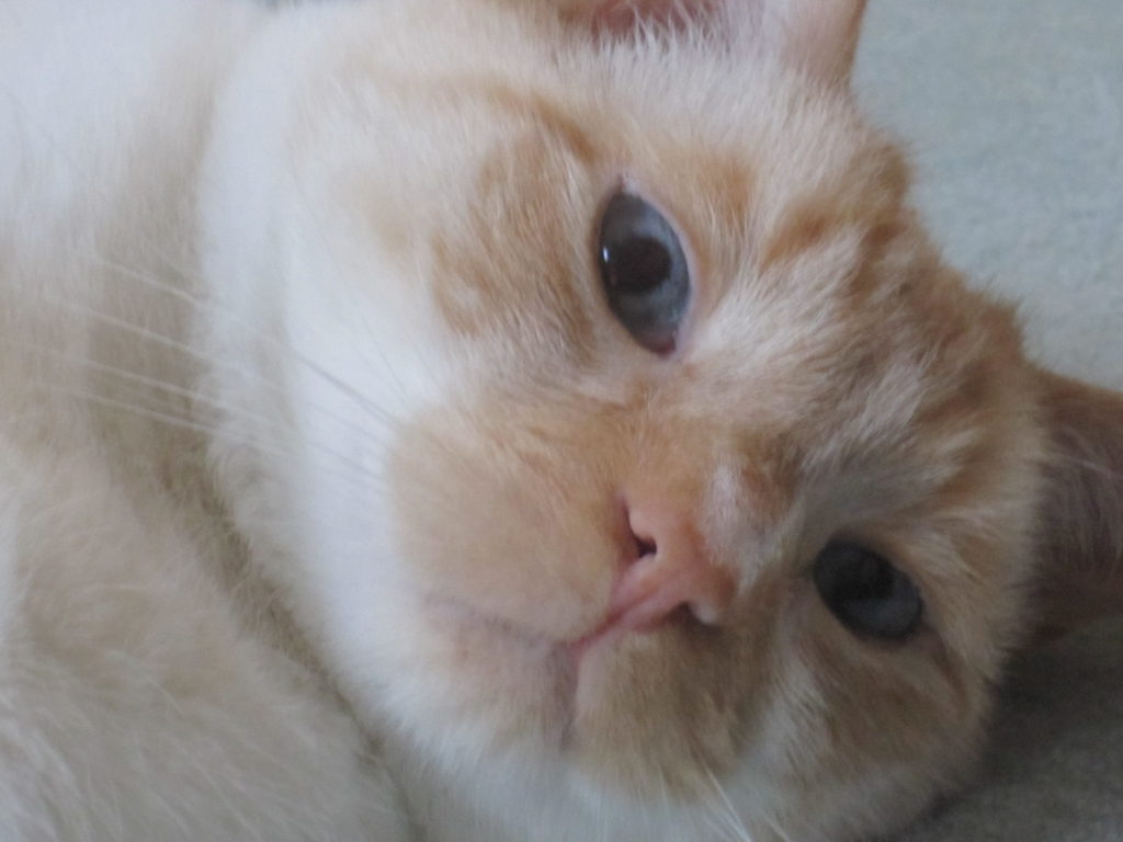 Katze trieb tot im Kanal – Tierfreunde e.V. wehren sich mit öffentlichem Statement gegen Kritik