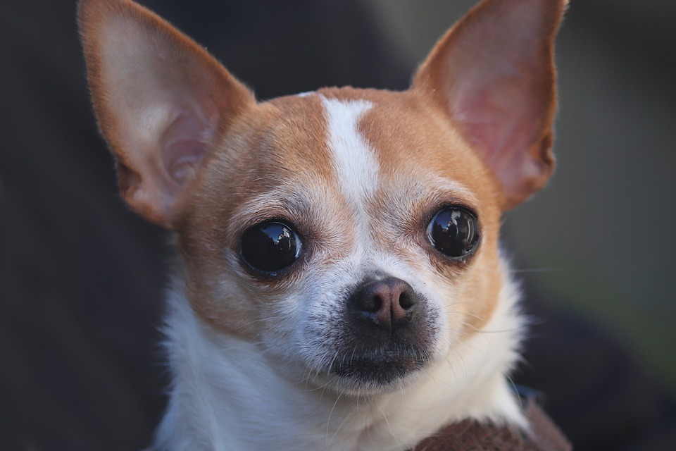 Frau ruft Hündchen zu sich auf andere Straßenseite – Chihuahua wird überfahren