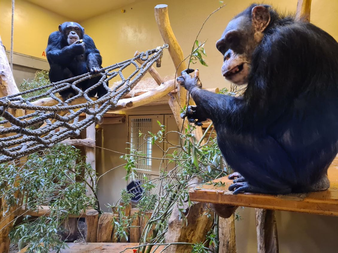 2 Jahre nach verheerendem Brand im Krefelder Affenhaus: Zoo nennt Perspektive für überlebende und künftige Schimpansen