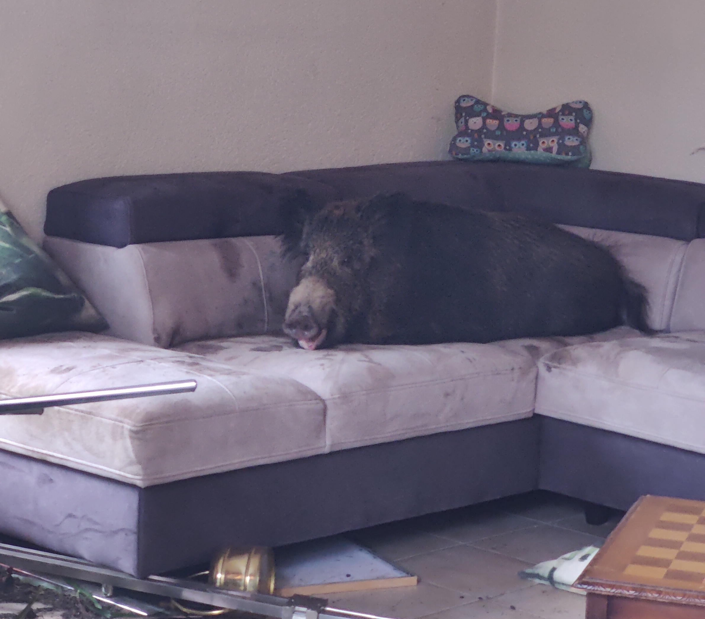Ungebetener Gast: Wildschwein liegt plötzlich auf der Couch