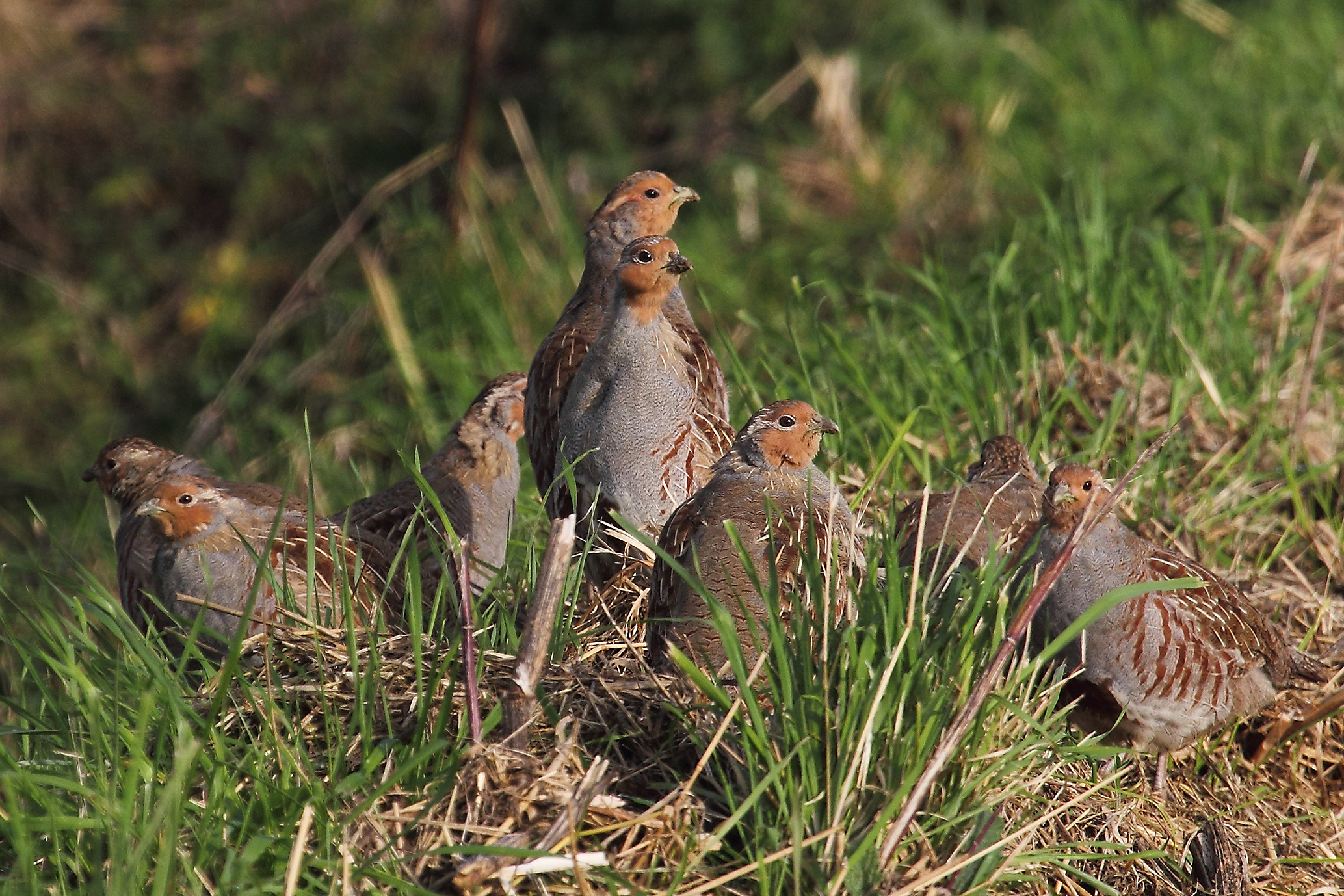 Ab 1. März herrscht Leinenpflicht in allen Vogelschutzgebieten