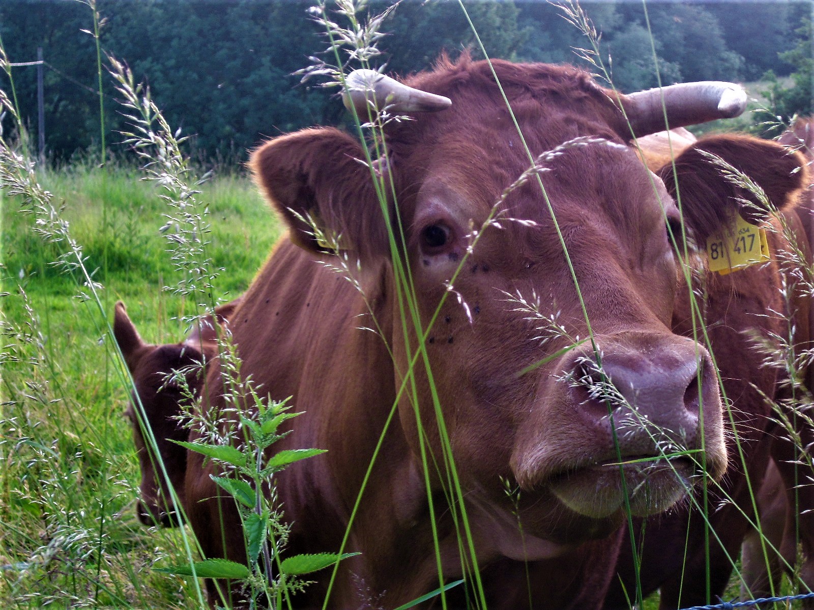 Höhere Mehrwehrtsteuer auf Fleisch – den Tierwohl zuliebe?