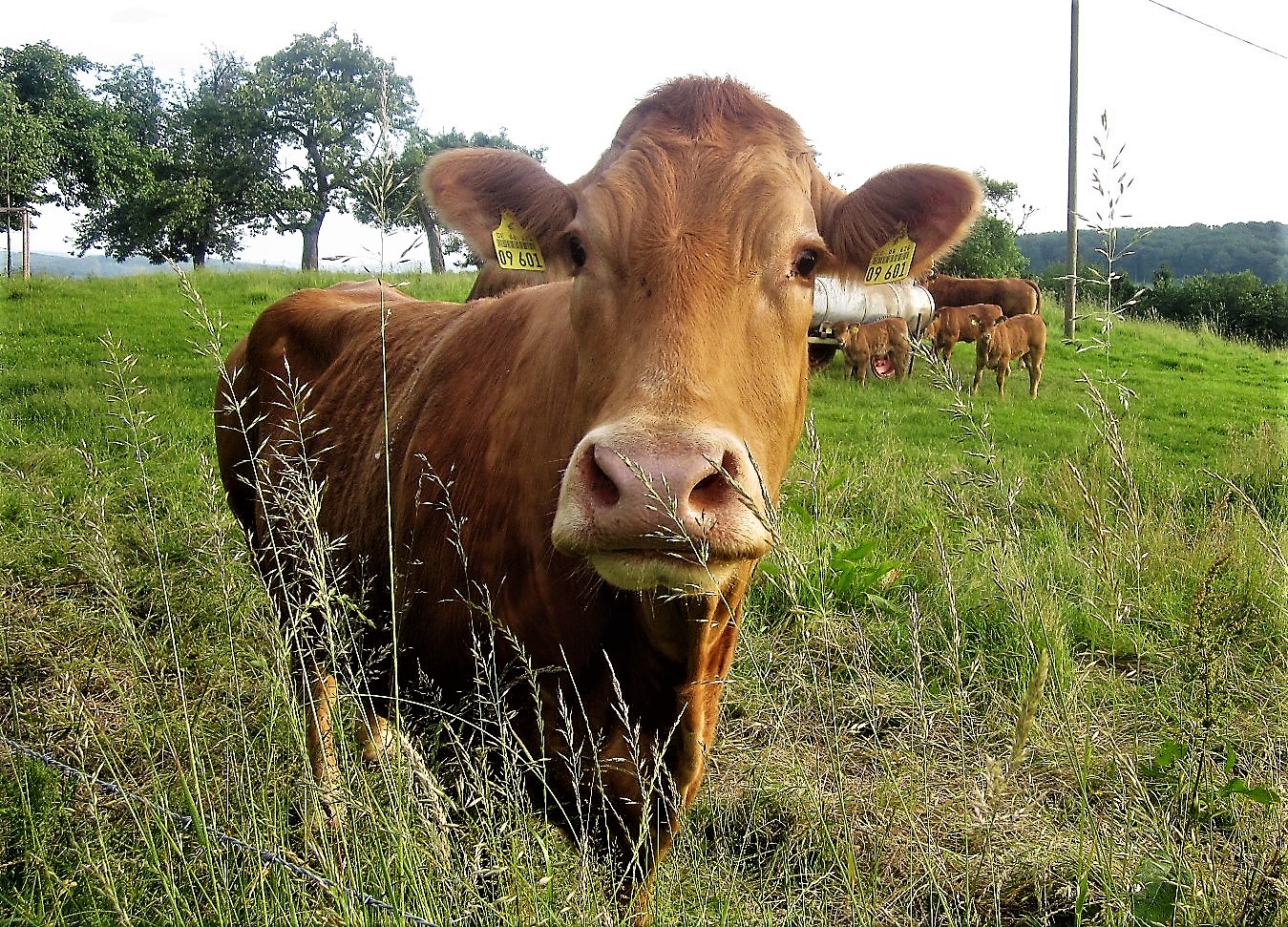 Abkehr von Billigfleisch – mehr Engagement honorieren: Kann das klappen?