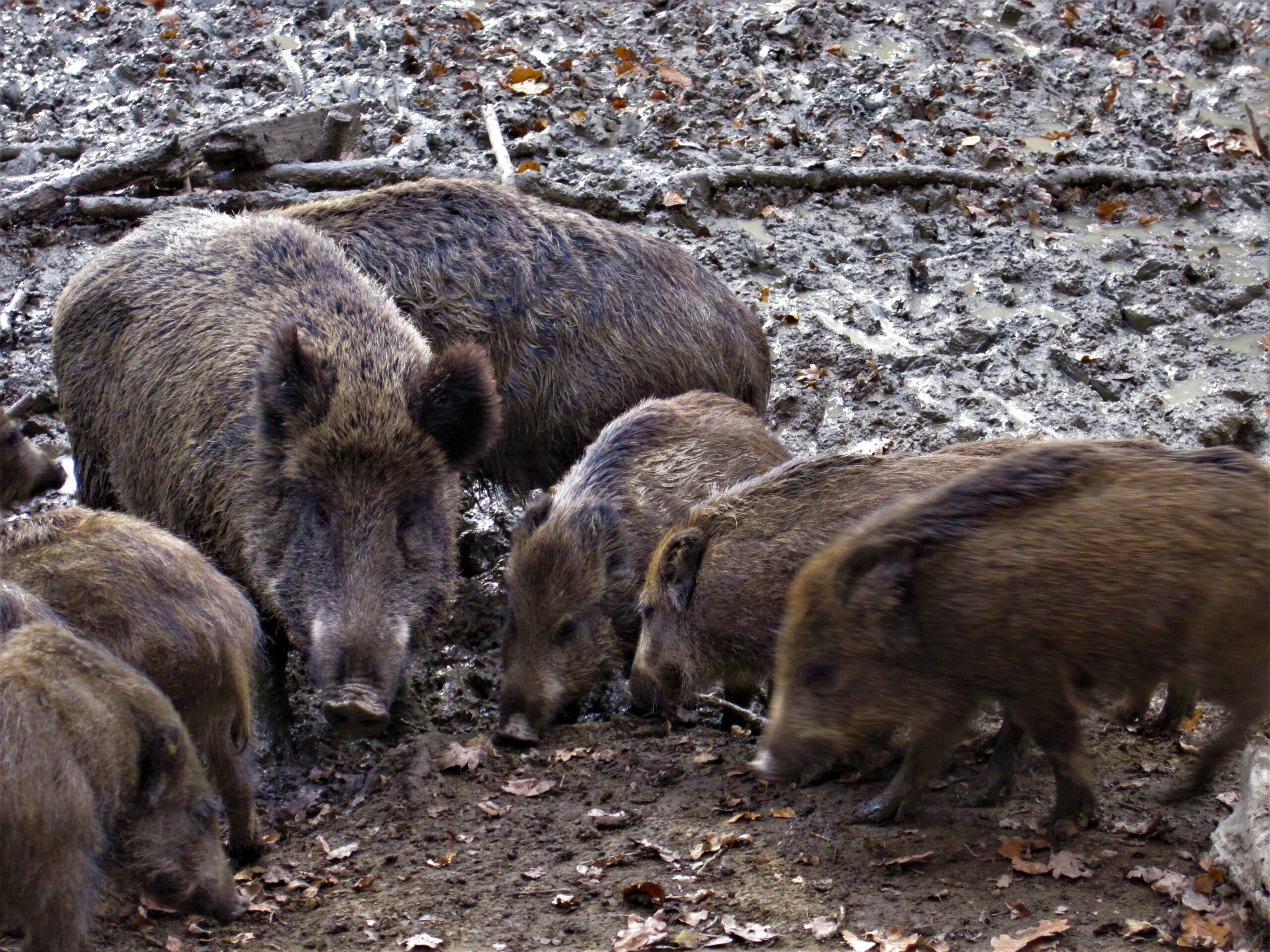 Trotz Schweinepestgefahr: Ekelhafter Fund in Feldflur im Kreis Soest – *Foto im Artikel*