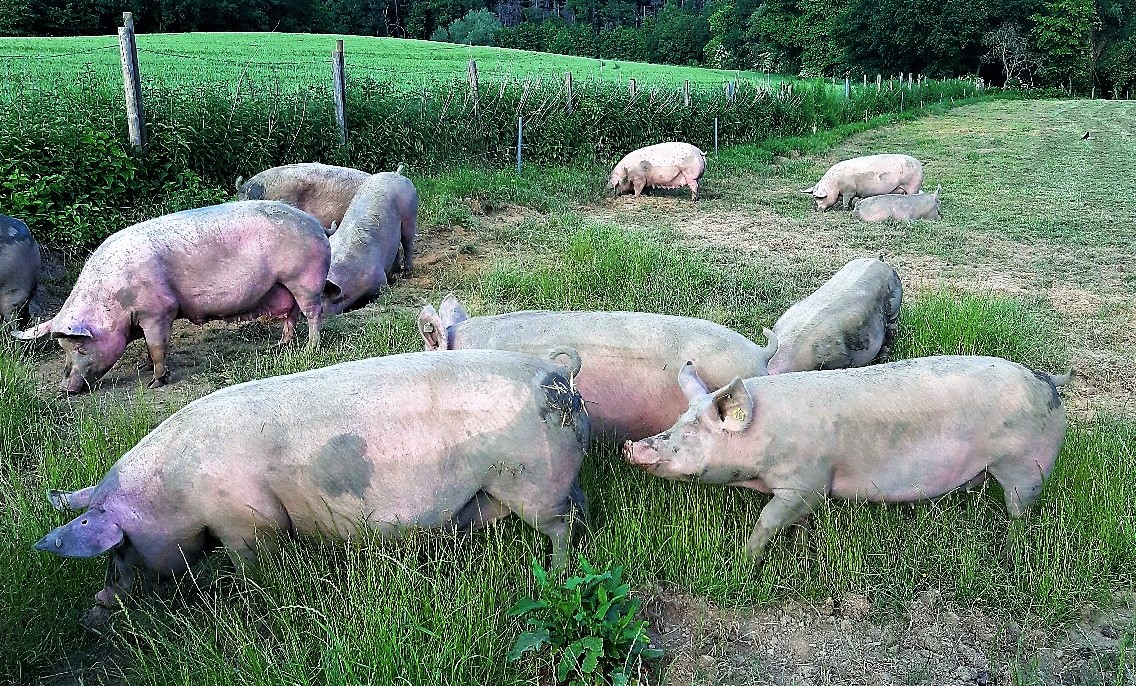5,5 Millionen getötete Schweine pro Jahr – Schlachthof Hamm will erweitern