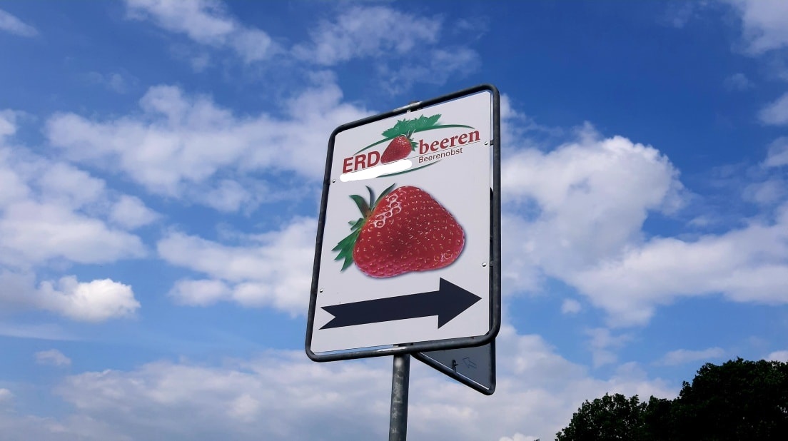 Kostendruck plus Preisdumping – Landwirte in NRW vernichten pflückfrische Erdbeeren auf den Feldern