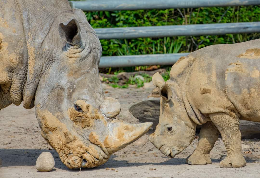 Nach der Ameisenbär-Omi stirbt auch die Nashorn-Omi