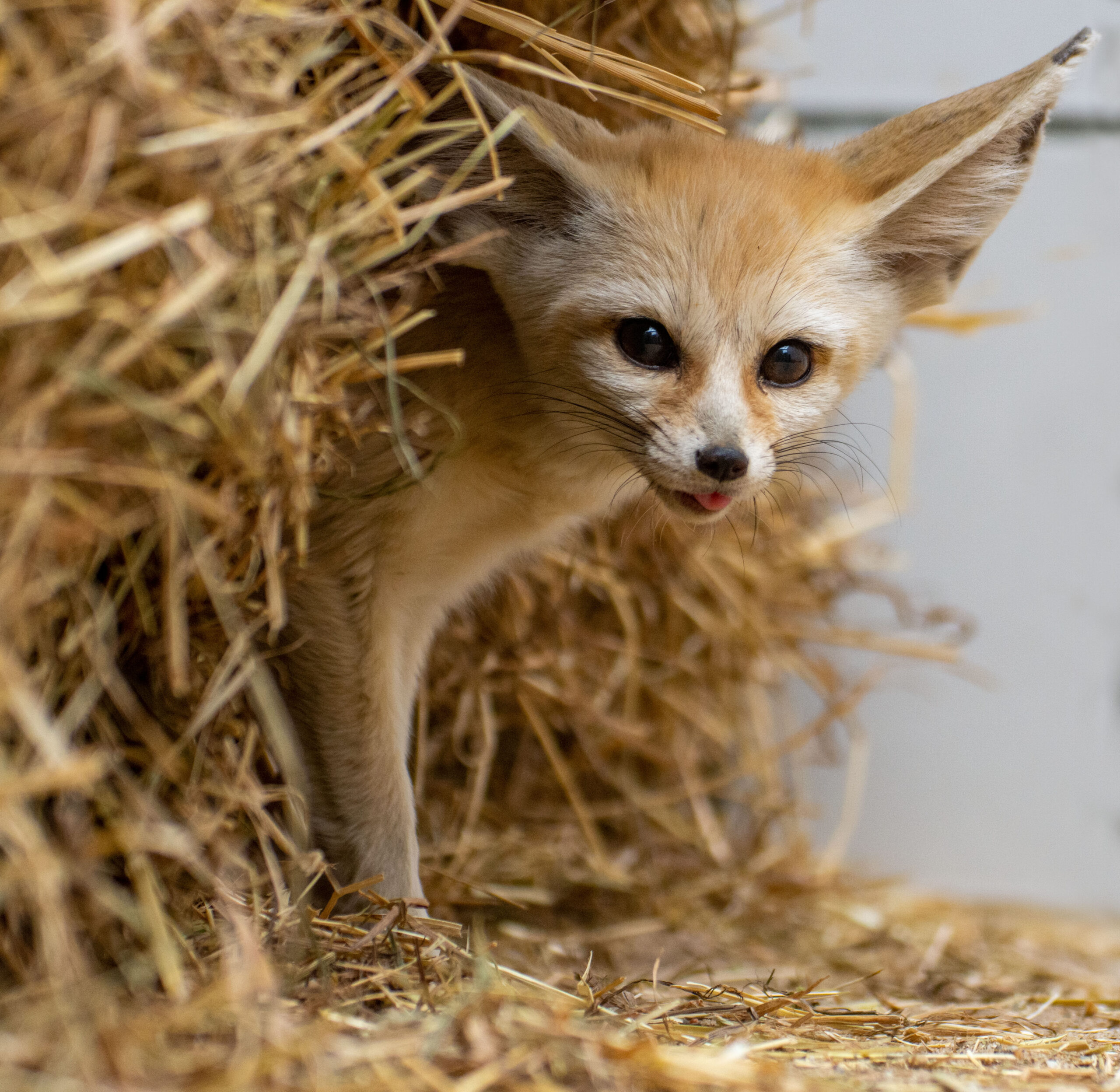 Neue Bewohnerin: Zoo Dortmund begrüßt Wüstenfüchsin Hedel im neuen Gehege