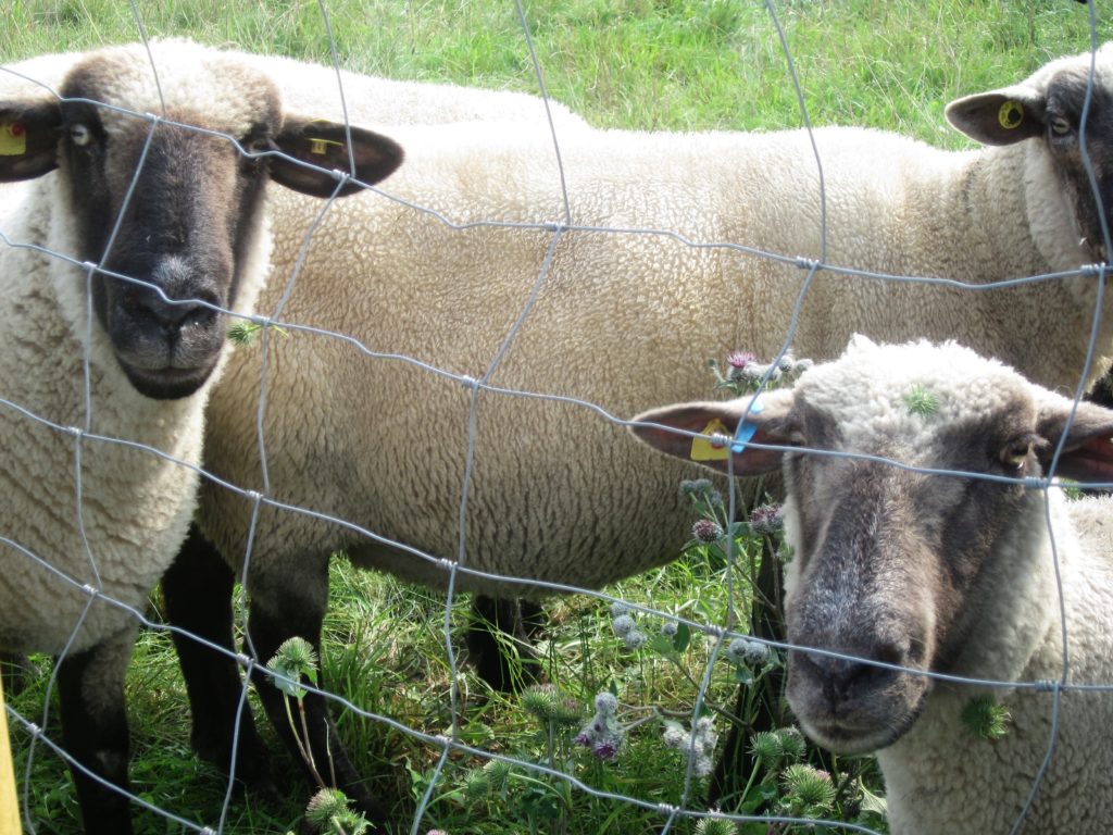 Schäfer in Dorsten geschockt: Über 20 Schafe und Lämmer tot – Wolfsangriff vermutet