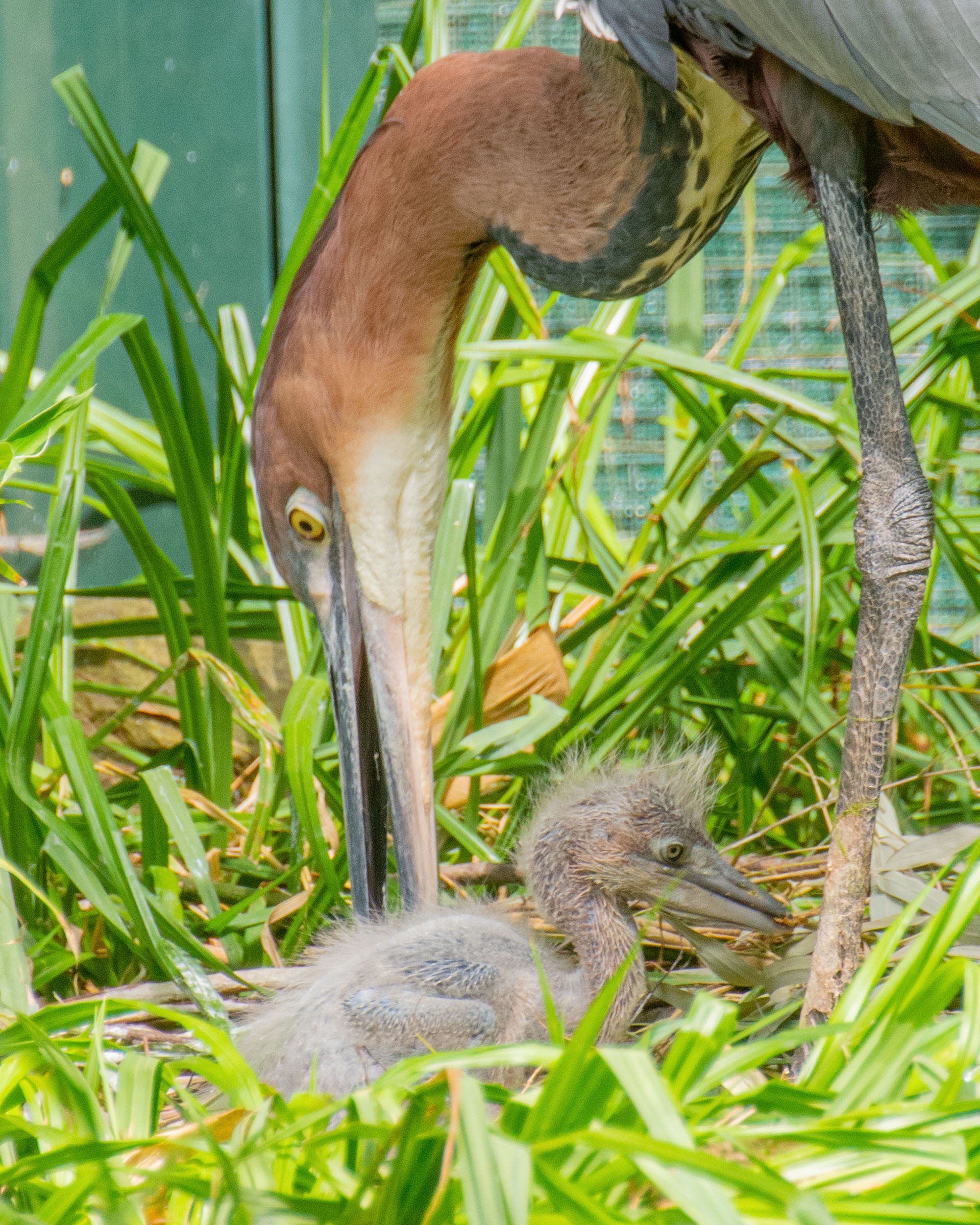 Zoo freut sich über Nachwuchs: Erstmals Goliathreiher-Küken geschlüpft
