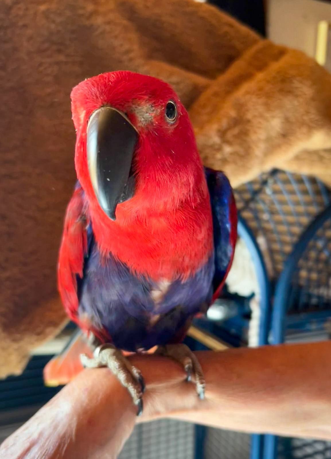 „Hallo! Na du?“ Papagei schlägt in Werne nächtliche Einbrecher in die Flucht