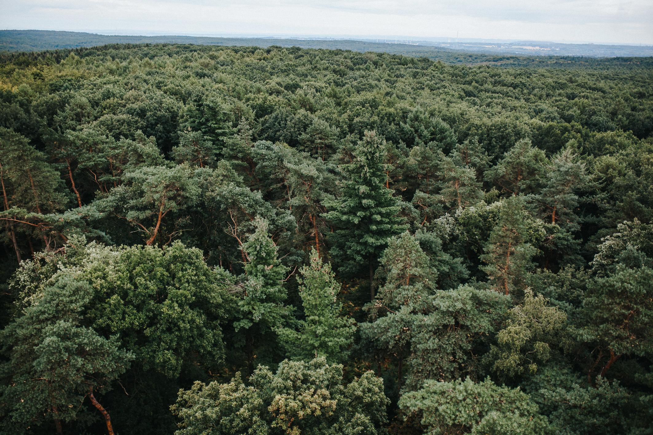 Stieleiche, Rotbuche, Douglasie: RVR will in 5 Jahren 5 Mio. Bäume pflanzen und „grünste Industrieregion der Welt werden“