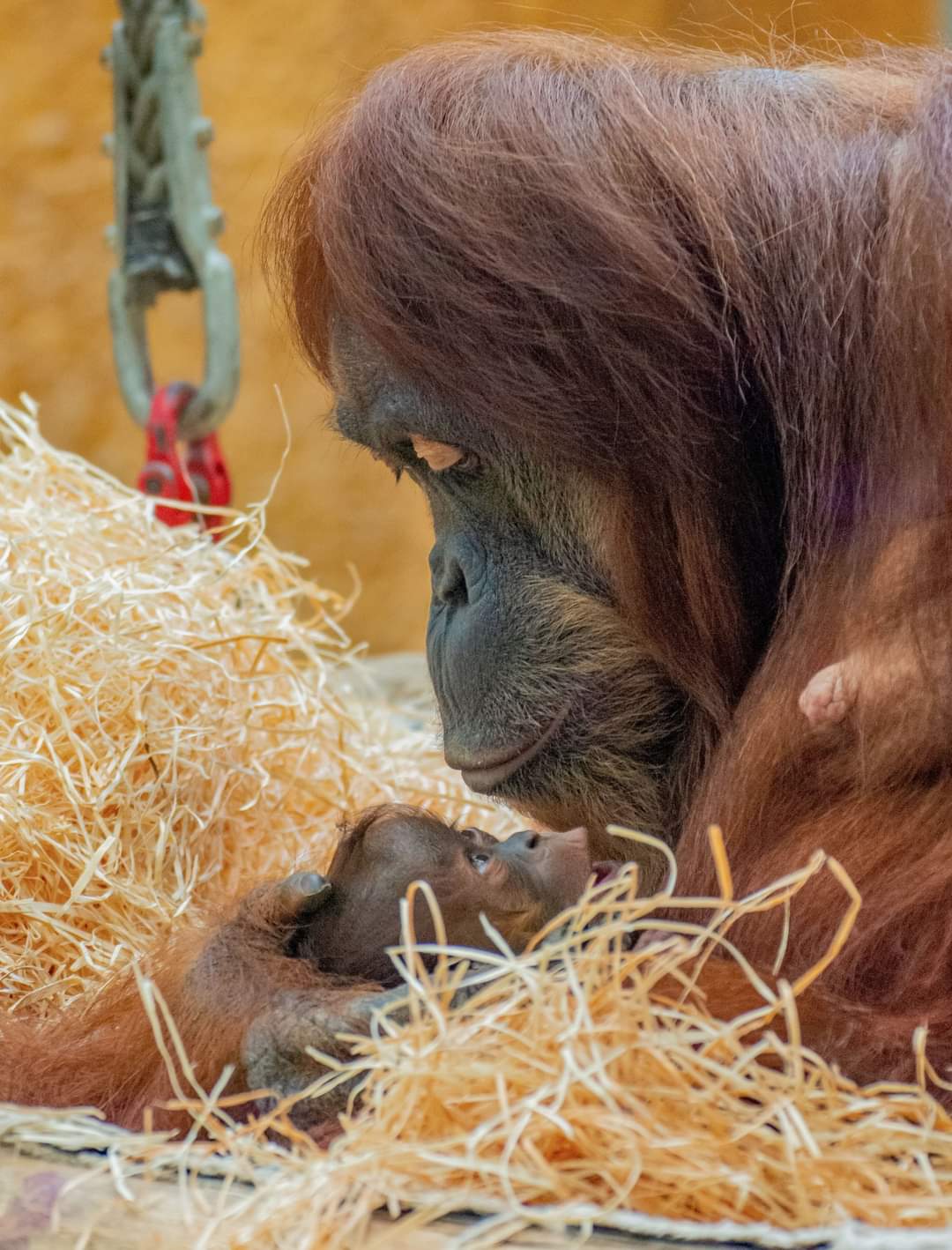 Orang-Utan-Baby im Dortmunder Zoo geboren