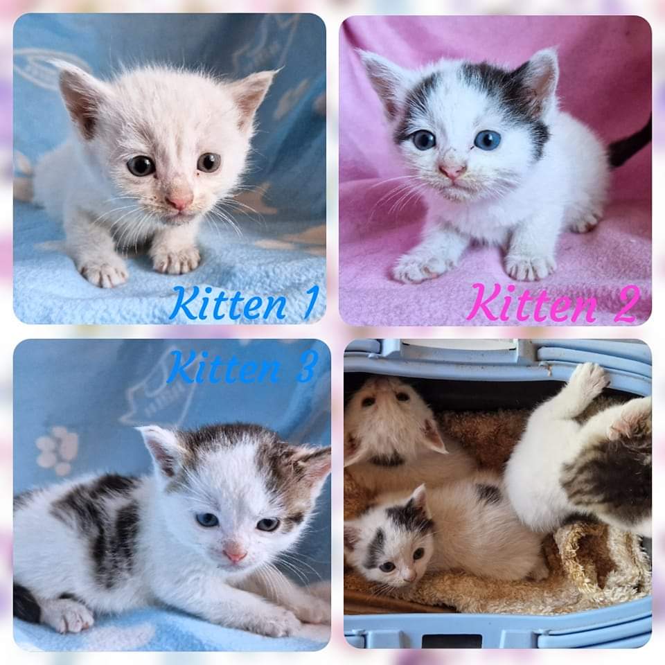 4 Wochen junge Kitten in Rünthe in Karton ausgesetzt