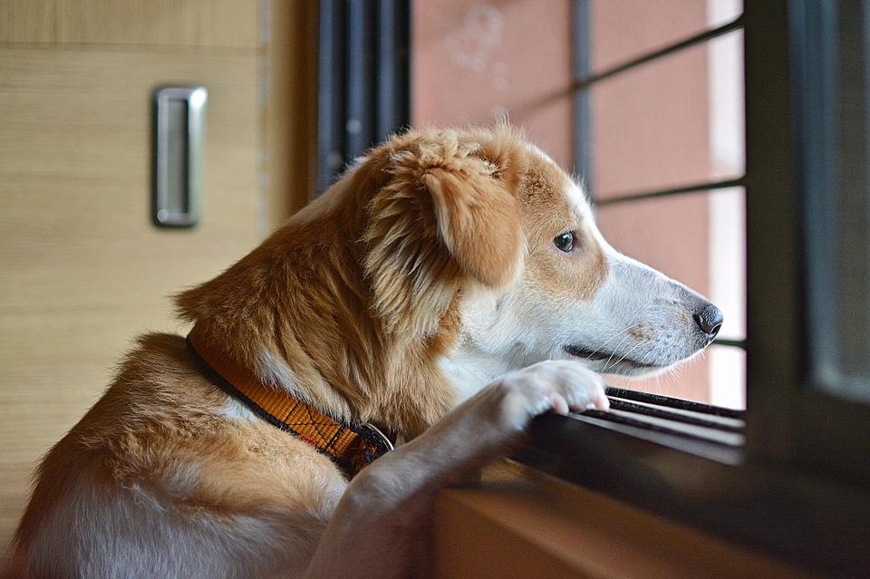 Hund während Urlaubs allein zu Hause: Familie vorzeitig zurück – Kreis gibt aus Tierschutzaspekten Entwarnung
