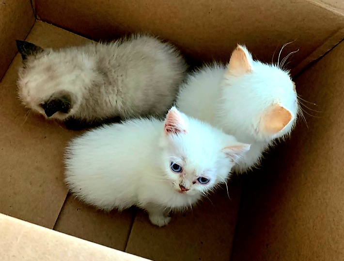 Babykatzen in Karton gesetzt und entsorgt