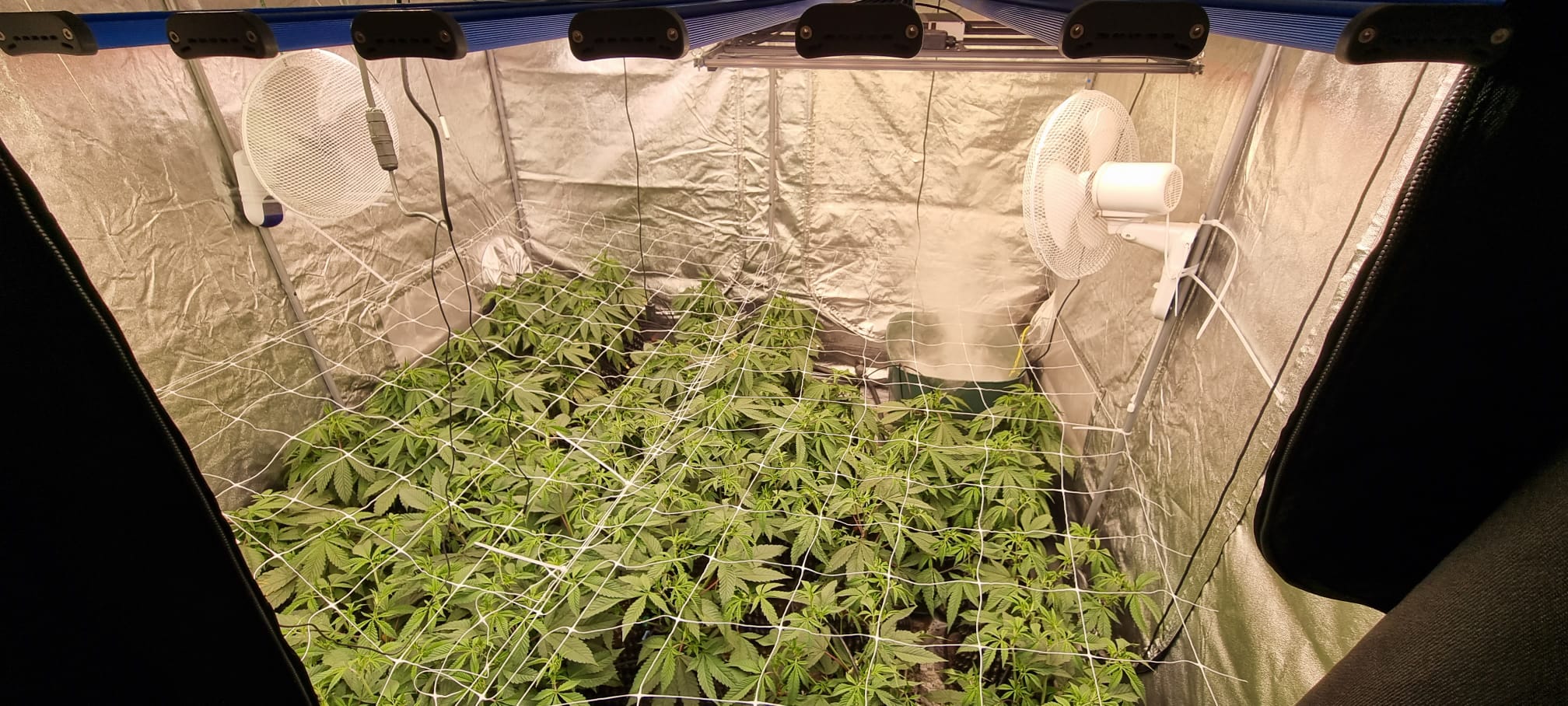 Durchsuchungen in 4 Kreisen: Kiloweise Hasch, Hunderte Marihuanapflanzen und 26.000 € gesichert, 5 Haftbefehle vollstreckt