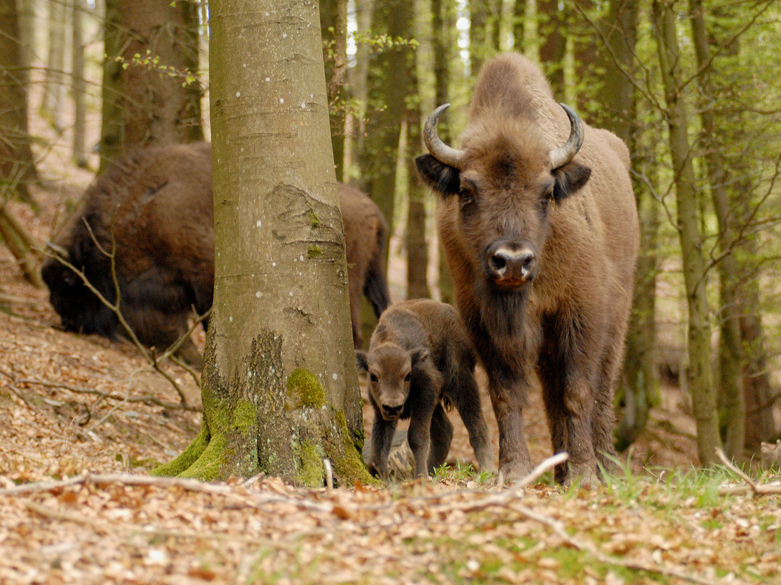 „Herrenlose“ Wisente sind ins Hochsauerland weitergewandert – Tiere unterliegen jetzt dem Artenschutz