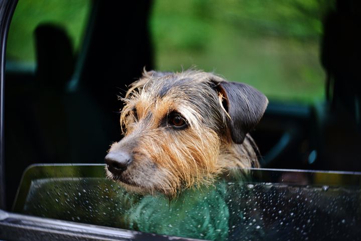 Unfall im Kreis Soest: Hund befreit sich im Auto aus Geschirr