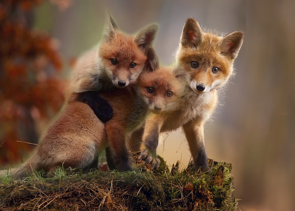 Kritik an Fuchsjagd: Jägerschaft wirft Tierschutzpartei „ideologische Polemik“ vor