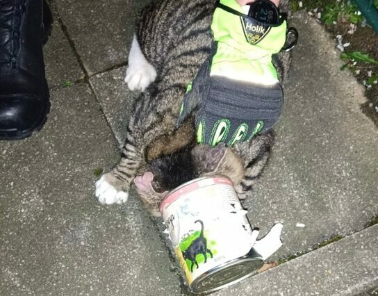 Katze steckt mit Kopf in Konservendose – Feuerwehr muss helfen