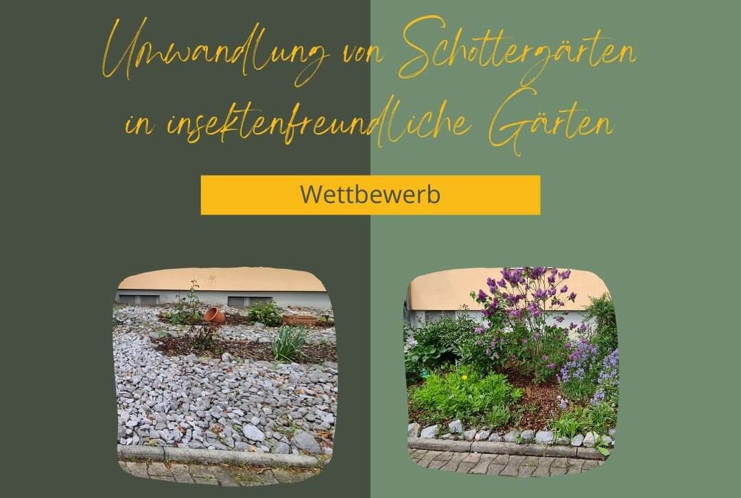 Schottergärten naturfreundlich umgestalten: Stadt Fröndenberg lockt mit Preisgeld
