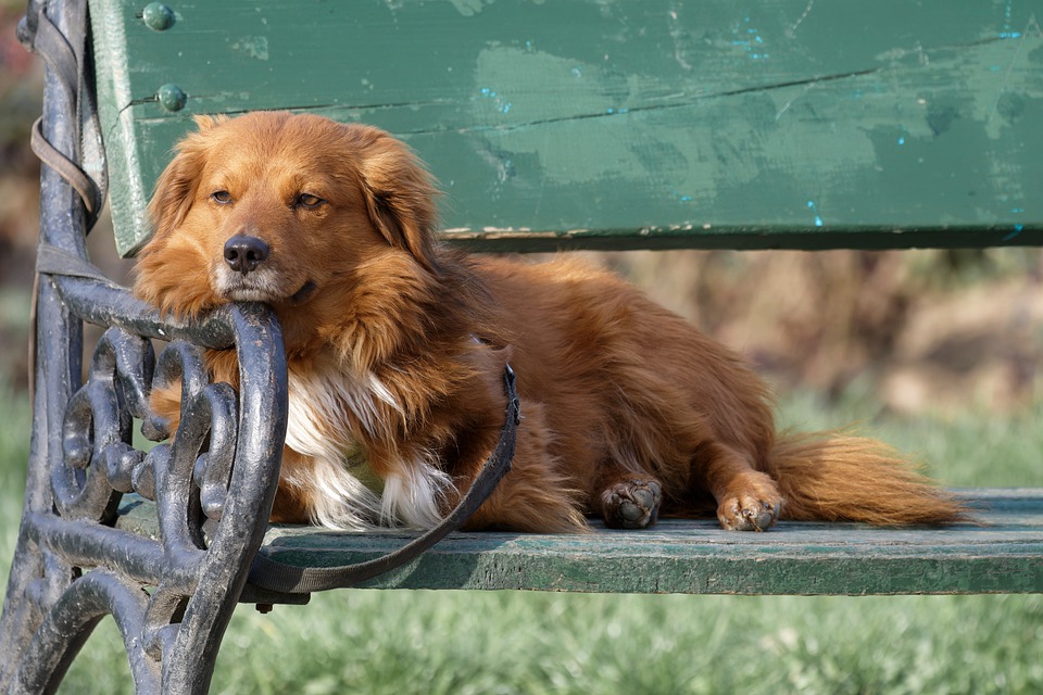 Dortmunds Ordnungsamt informiert über Anleinpflicht für Hunde in Wäldern