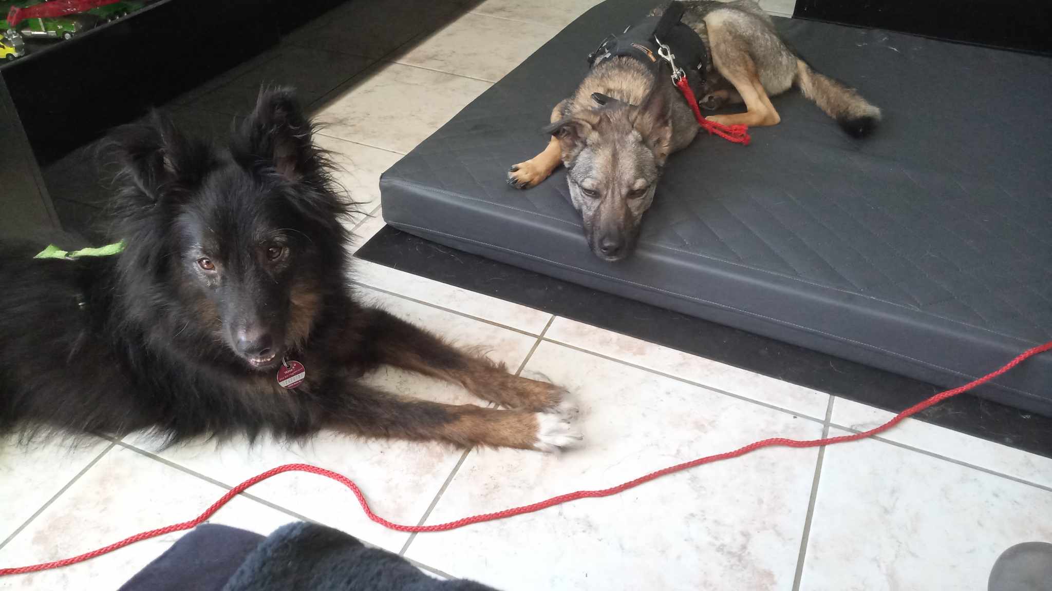 Nach Notruf auf unserer Facebookseite: Honey und Nora in Obhut bei Hundefreundin in Unna