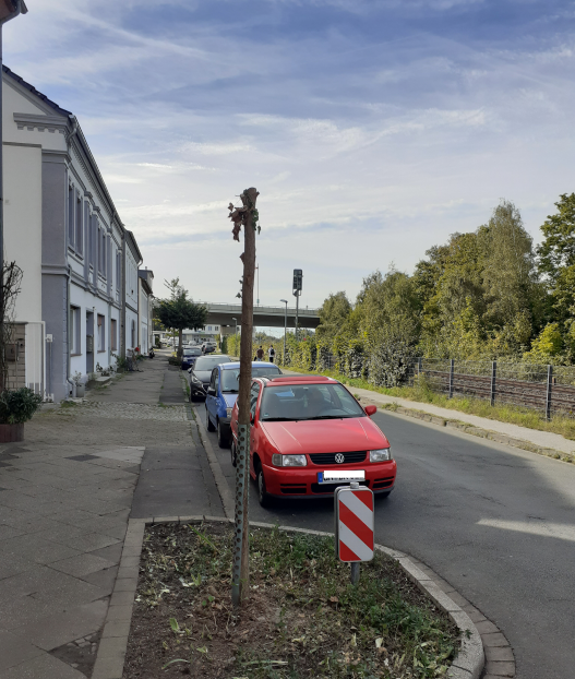 Baumfrevler „köpfen“ jungen Straßenbaum in Fröndenberg