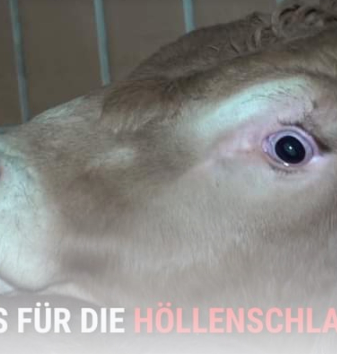 190 Tiere geschächtet – Demo vor Gericht: Tierschützer fordern Gefängnis für „Höllenschlachter von Selm“