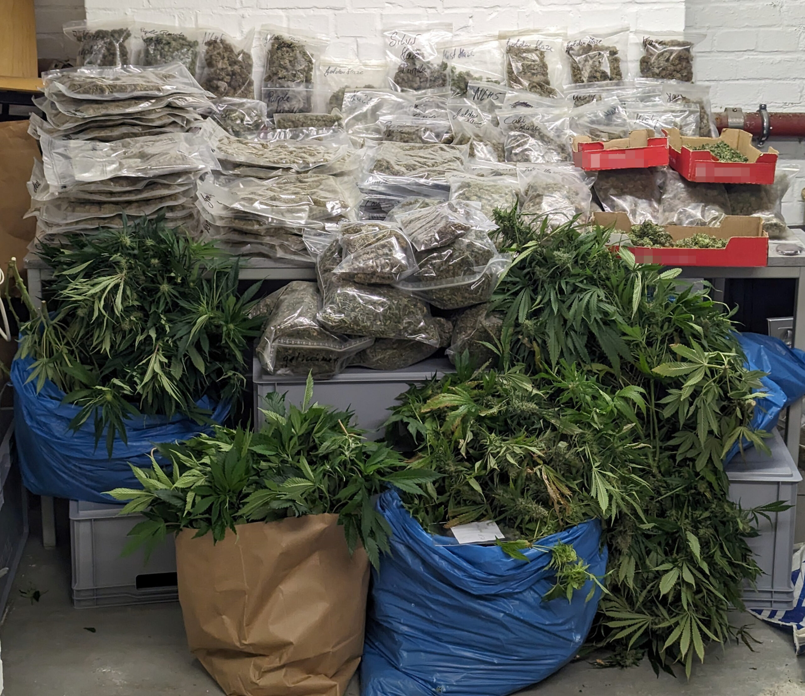 Zeuge meldet Geruch in Hammer Wohnhaus – Cannabisplantage und 35 kg Marihuana entdeckt