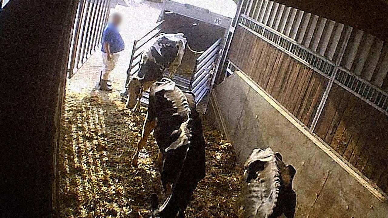 Tierquälereien in Viehsammelstelle Werne: Angeklagter belastet beim Prozessauftakt Firmenchef Mecke schwer