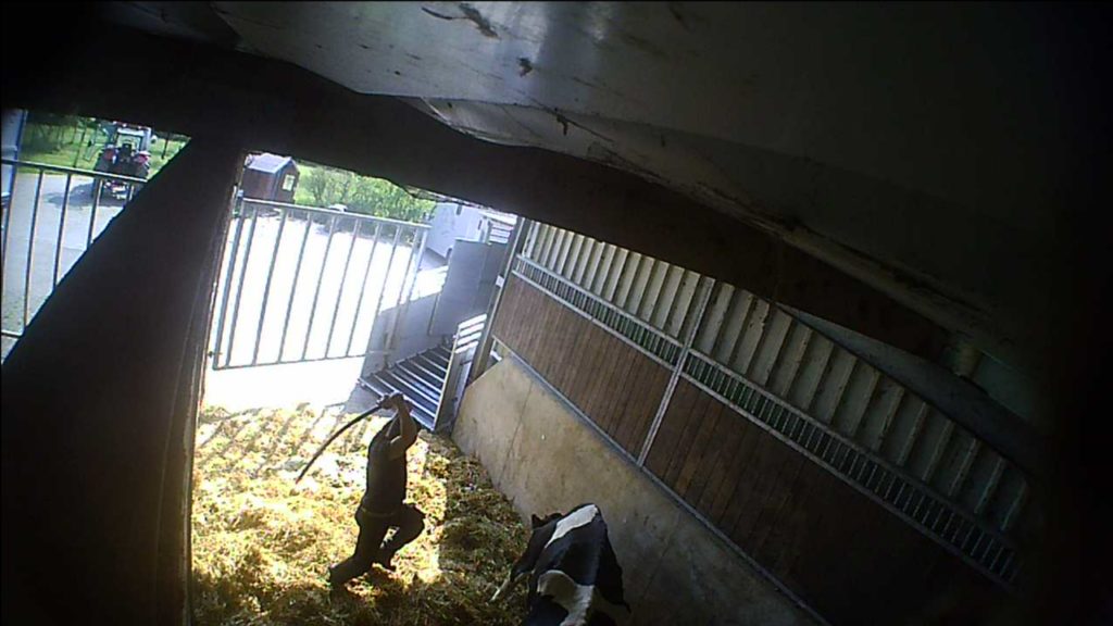 Brutale Tierquälerei in Viehsammelstelle Mecke: Staatsanwaltschaft legt gegen „zu mildes Urteil“ Berufung ein