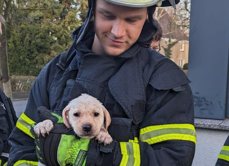 Aus Pumpenschacht, Dachrinne und Wohnung: Dortmunds Feuerwehr rettet in zwei Stunden 10 Hunde