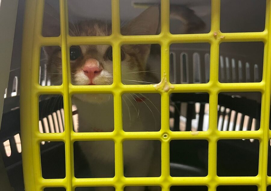 Ruhrgebiet: Katze in Box mit Futter und Katzenspielzeug am Bahnsteig ausgesetzt