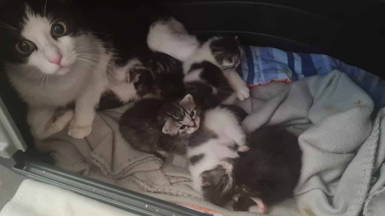 Vierfache Katzenmutter in Kamen überfahren – Zwei „Ammenkatzen“ nehmen die Babys an