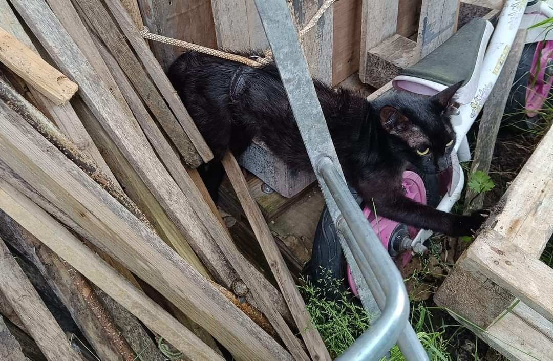 Katze in Soest zu Tode gefoltert