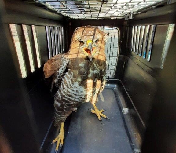 Bundespolizei rettet Mäusebussard von den Bahnschienen und tauft ihn „Herni“