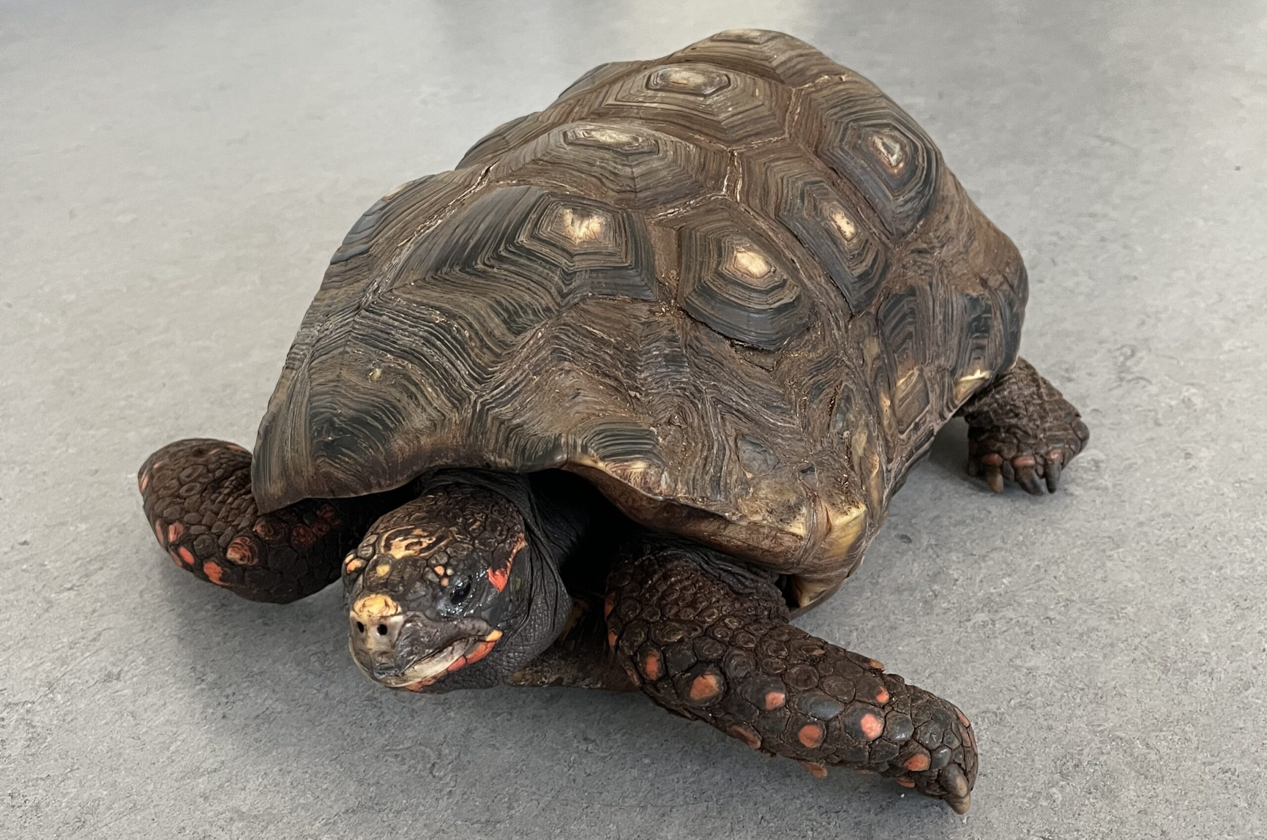 Jahrzehnte alte Schildkröte auf Parkplatz im MK ausgesetzt