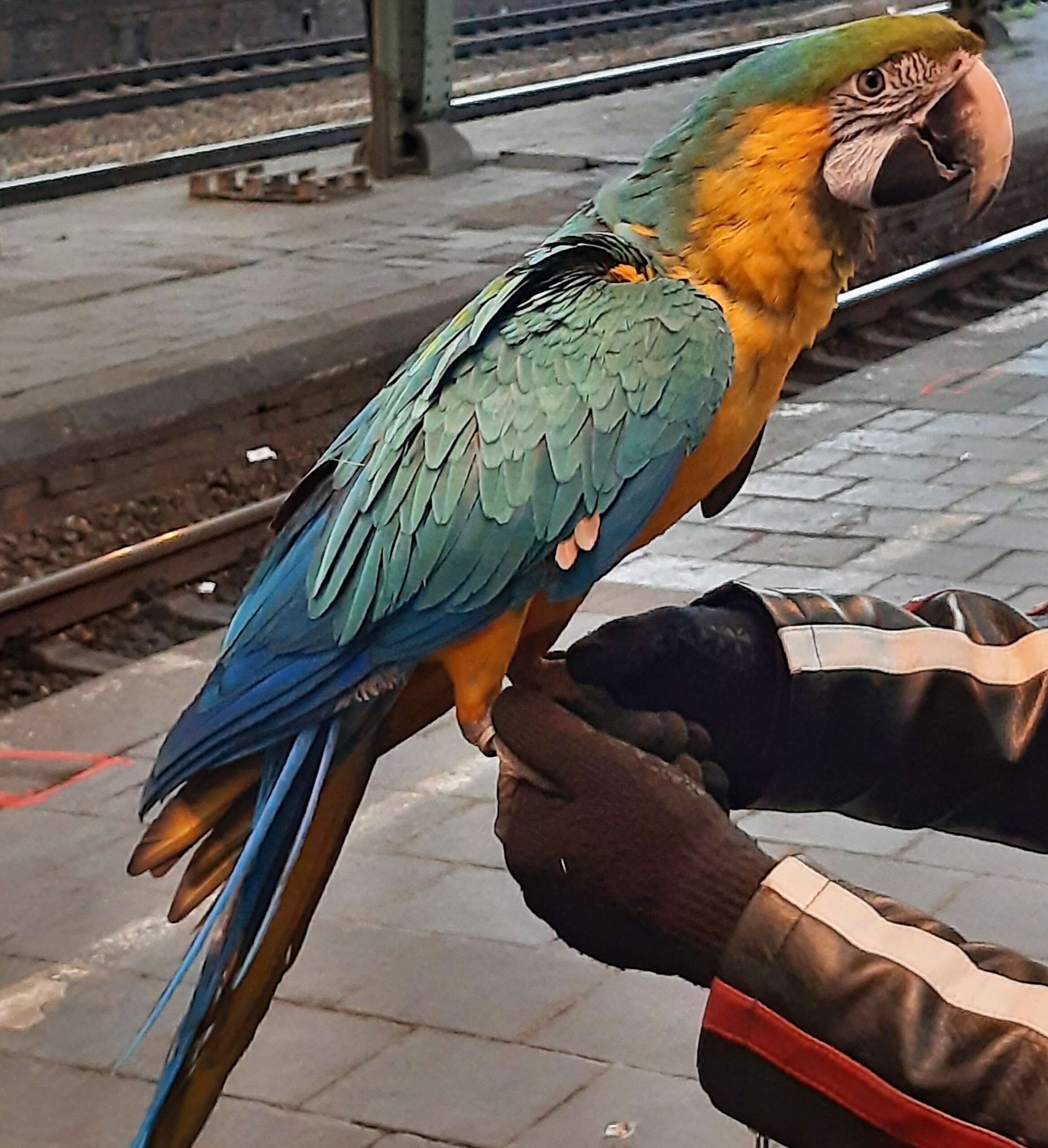 Papagei öffnet am Bahnhof Hagen Tür seiner Box und entwischt – Halter hatte keine Haltungserlaubnis