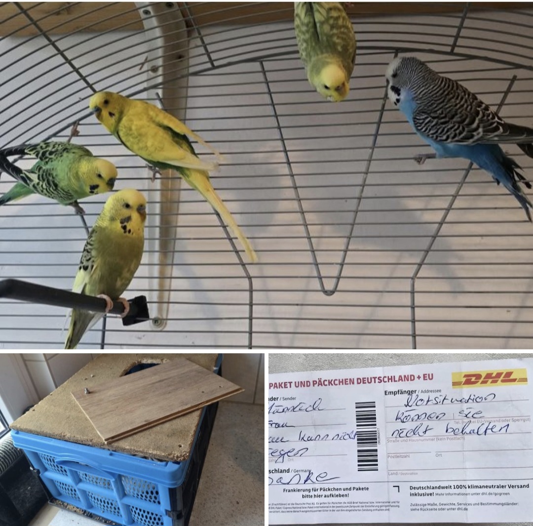 Fünf Wellensittiche in Holzkasten vor Mendener Tierarztpraxis ausgesetzt