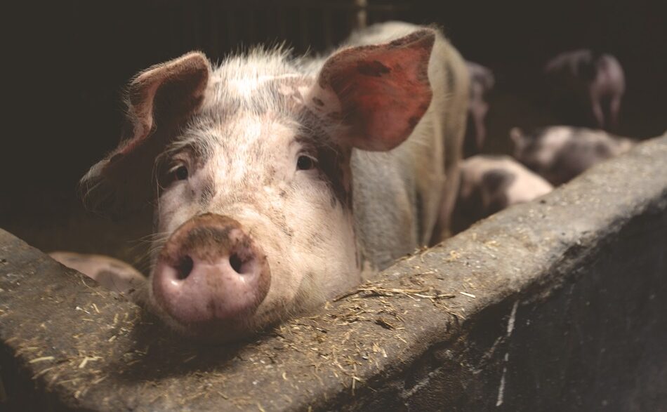 Schweinetransporter auf A2 kippt um – Tiere laufen in Wald – Vollsperrung