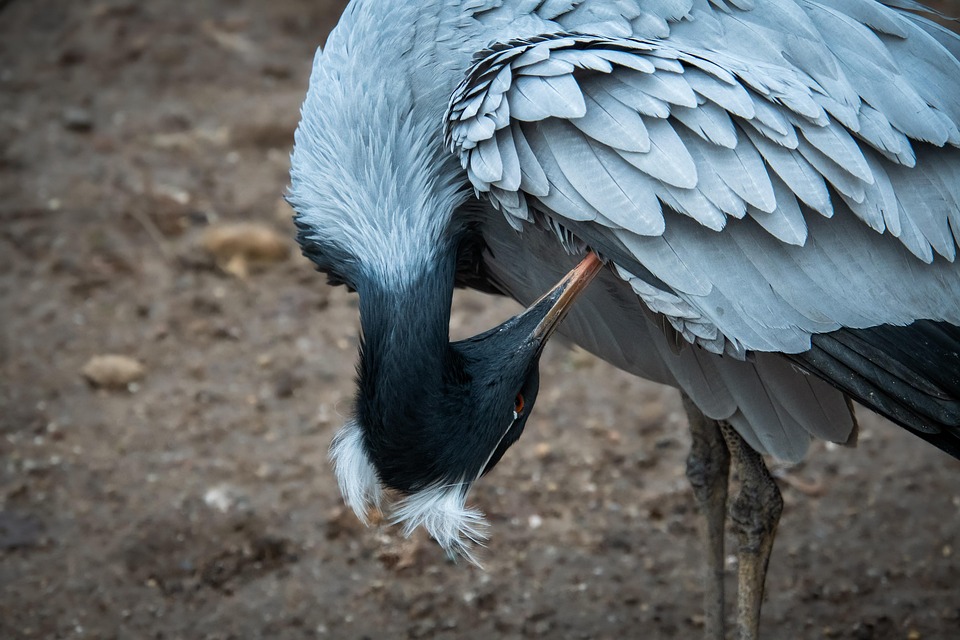 Geflügelpest bei totem Kranich im Lippetal bestätigt – Geflügel aus Hobbyhaltung vorsorglich getötet