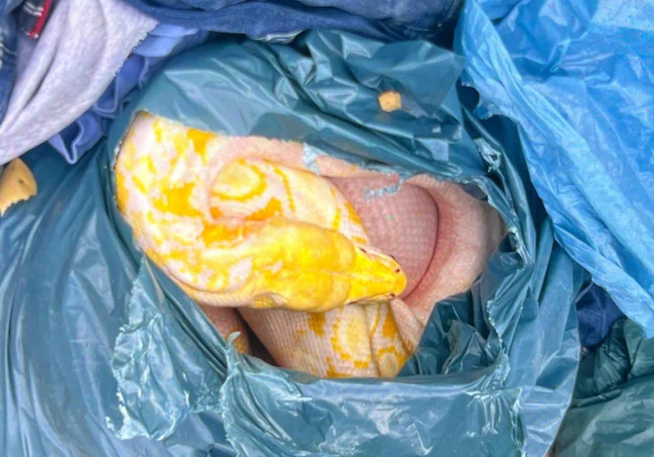 Drei Meter lange 35 Kilo-Schlange an Container entsorgt: Anonymer Hinweis führt zum Täter